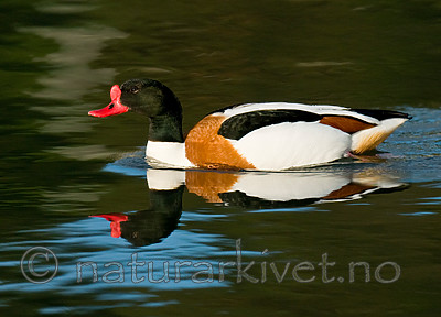 BB 11 0427 / Tadorna tadorna / Gravand